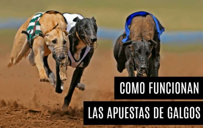 Como analizar carreras de caballos 777 casino bonus 13891